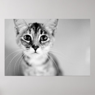 Poster Bonjour