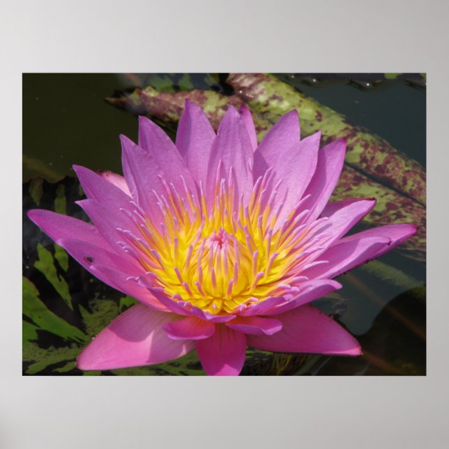 Poster Bonjour (Devant)