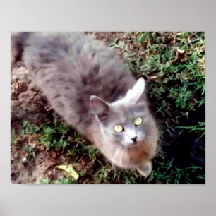 Poster Bonjour Pouvez-Vous M'Entendre