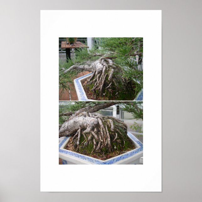Poster bonsaï (Devant)