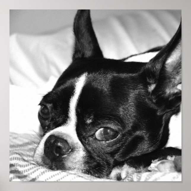 Poster Boohoo (Devant)