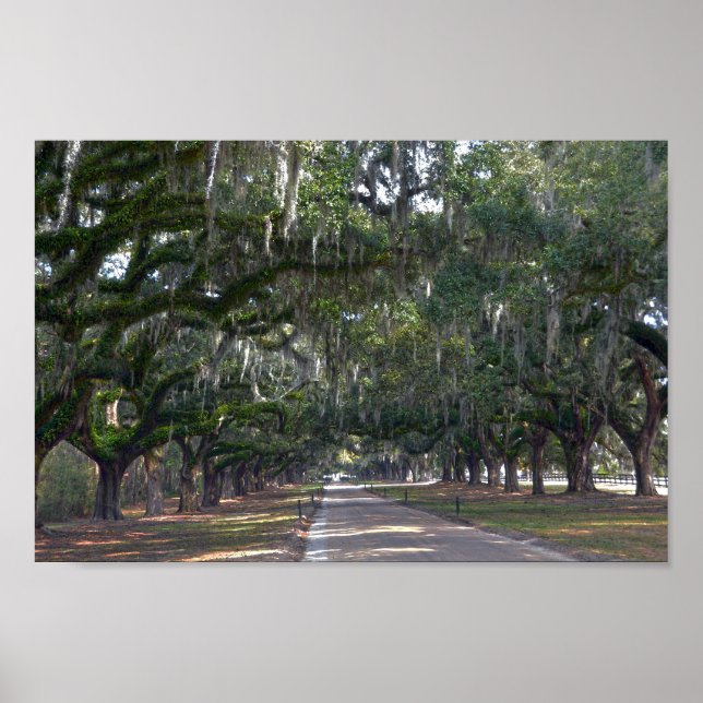 Poster Boone Hall Plantation Avenue des chênes (Devant)