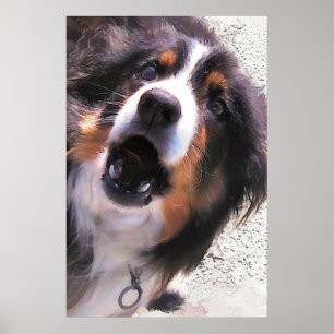 POSTER BORDER COLLIES