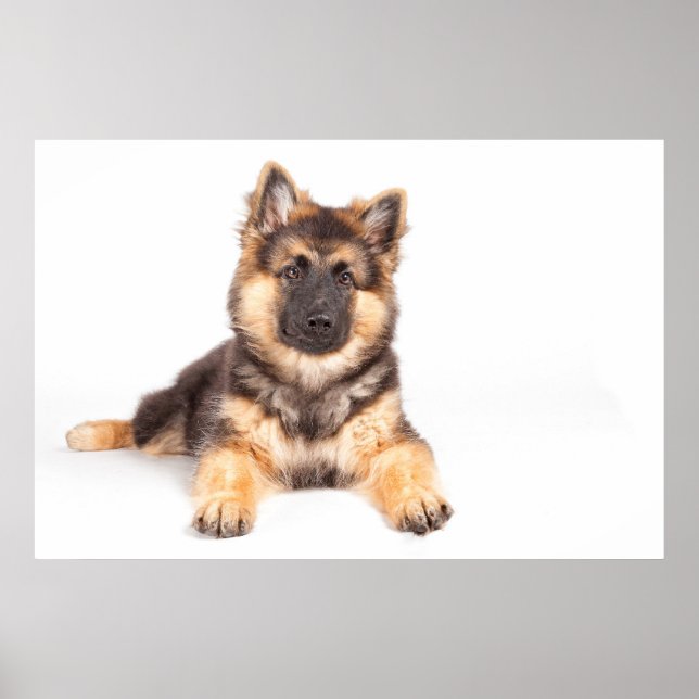 Poster Bordure Collie Allemand Shepherd Mix (Devant)