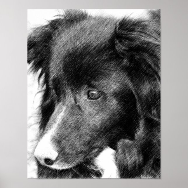 Poster Bordure Collie crayon face Art #2 (Devant)