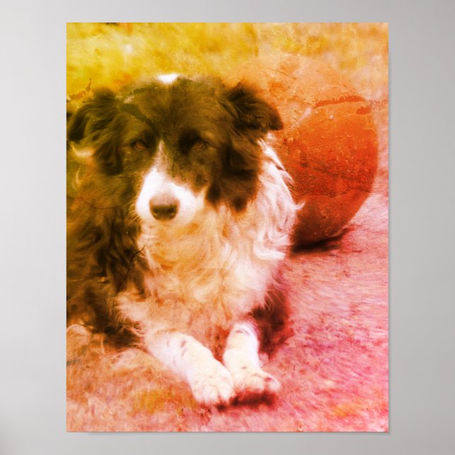 Poster Bordure Collie Et Ball Dog Art (Devant)