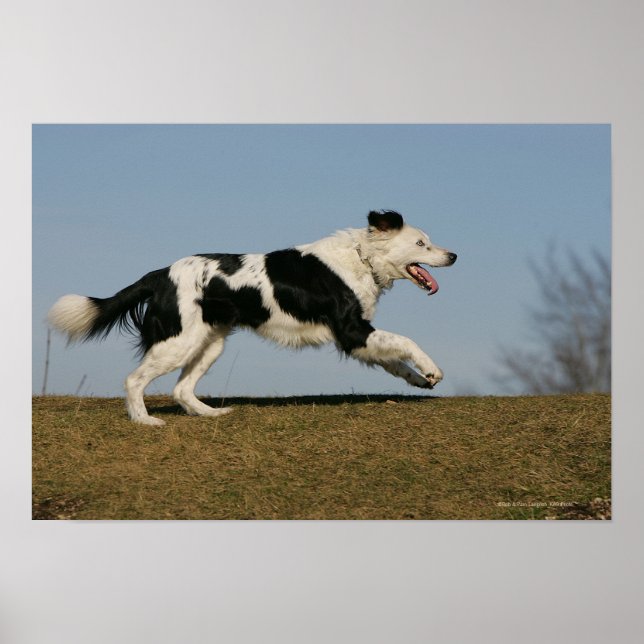 Poster Bordure Collie Exécution 2 (Devant)