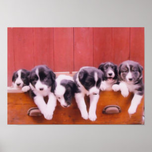 Poster Bordure Collie Puppies Dans Peinture De Tiroir