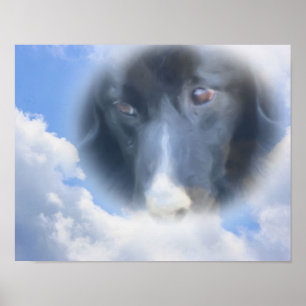 Poster Bordure Collie Regardant D'En-Dessus