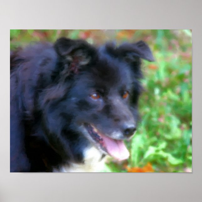 Poster Bordure noire Collie Chien Art peinture photo (Devant)