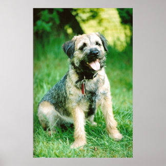 Poster Bordure Terrier