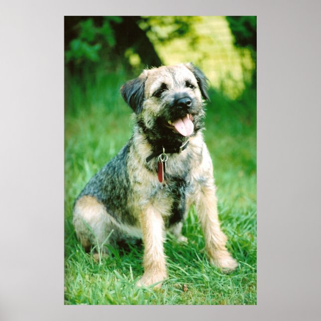 Poster Bordure Terrier (Devant)
