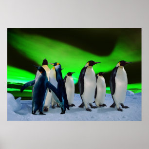 Poster Borealis et pingouins de l'aurore