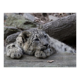 Poster Bored Snow Leopard Cub