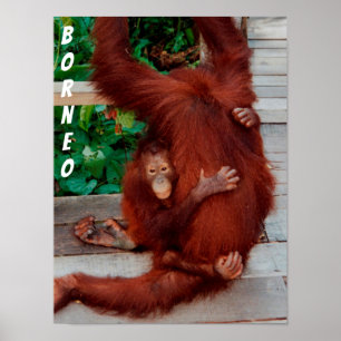 Poster Borneo orangutan