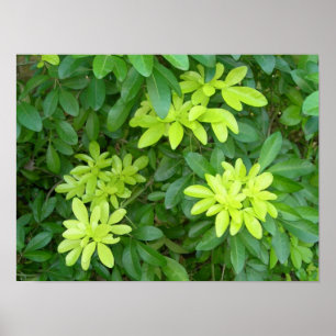 Poster Bosquet