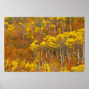 Poster bosquet de peupliers trembles en couleur d'automne