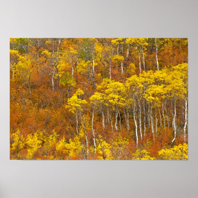 Poster bosquet de peupliers trembles en couleur d'automne (Devant)