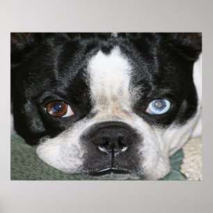 Poster Boston Terrier