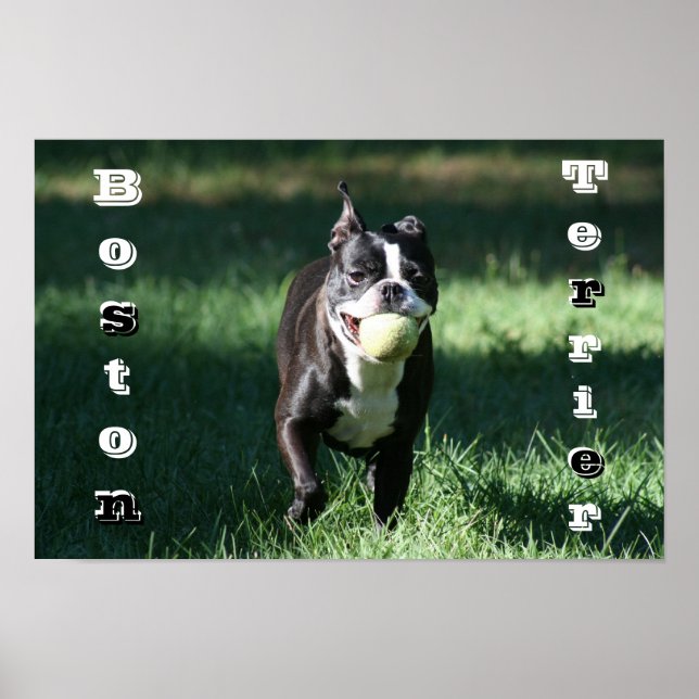 Poster Boston Terrier (Devant)