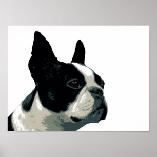 Poster Boston Terrier