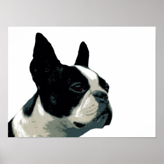 Poster Boston Terrier