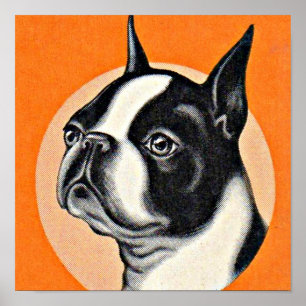 Poster Boston terrier