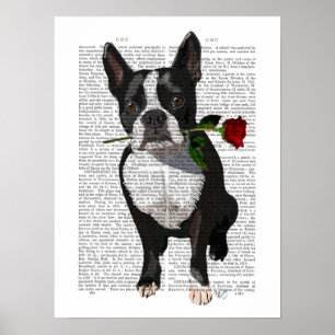 Poster Boston Terrier avec Rose dans la bouche