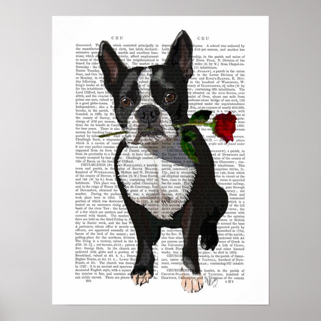 Poster Boston Terrier avec Rose dans la bouche (Devant)