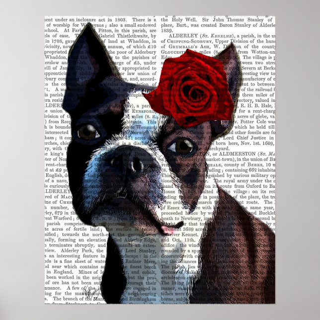 Poster Boston Terrier avec Rose sur Head (Devant)