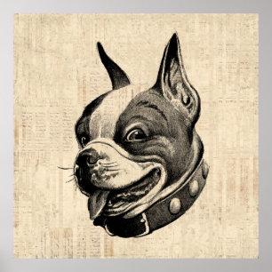 Poster Boston Terrier Chien adorable Chien animal de comp