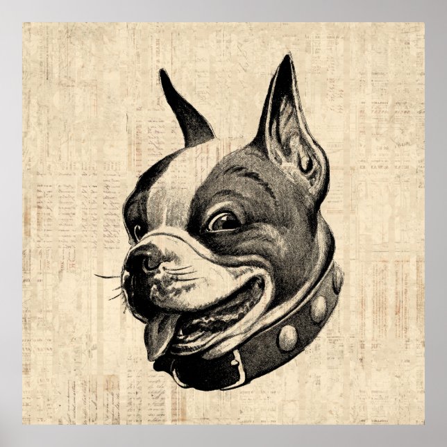 Poster Boston Terrier Chien adorable Chien animal de comp (Devant)