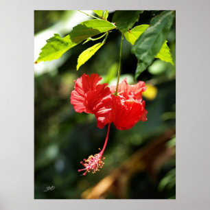 Poster Botanicals 9b d'Hawaï
