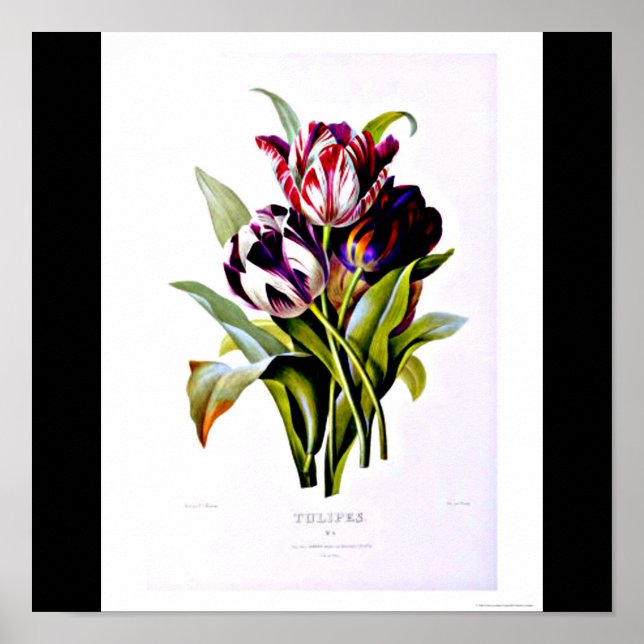 Poster-Botanicals-Pierre Joseph Redoute 15 Poster (Vorne)