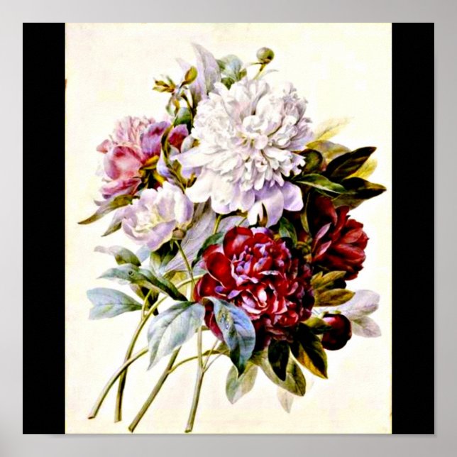 Poster-Botanicals-Pierre Joseph Redoute 16 Poster (Vorne)