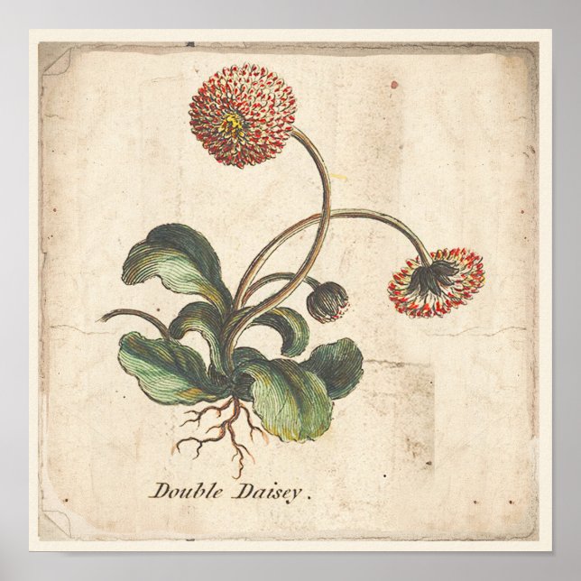 Poster Botanique Antique Poster Double Daisy (Devant)