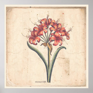 Poster Botanique Antique Poster Rouge Guernesey Li