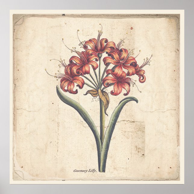 Poster Botanique Antique Poster Rouge Guernesey Li (Devant)