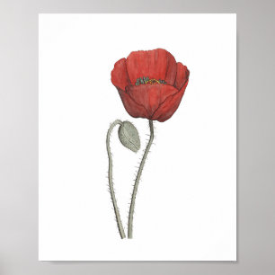 Poster Botanique de fleurs de crapaud rouge