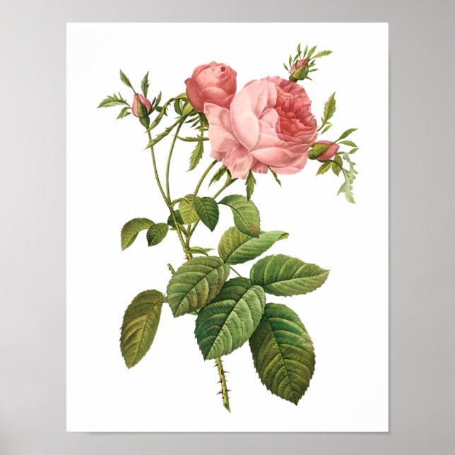 Poster Botanique Rosa Centifolia Goliacea Redoute (Devant)