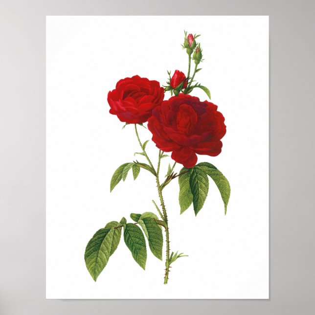 Poster Botanique Rosa Gallica Redoute (Devant)