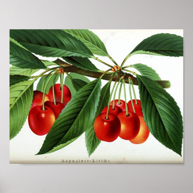 Poster botanique vintage - Cerises (Devant)