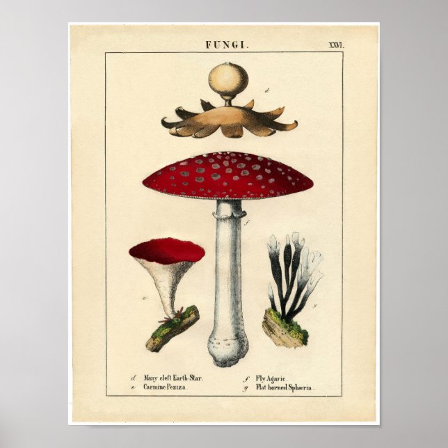 Poster botanique vintage - Champignons et champign (Devant)