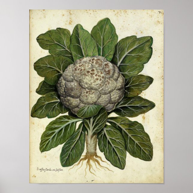 Poster botanique vintage - Chou-fleur (Devant)