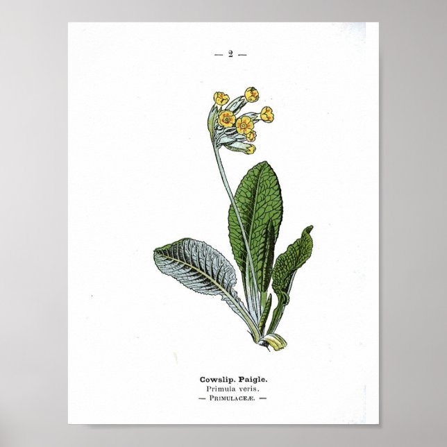 Poster botanique vintage - Cowslip (Devant)