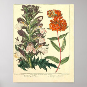Poster botanique vintage - Fleur sauvage