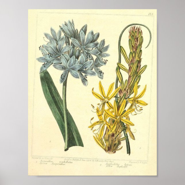 Poster botanique vintage - Fleur sauvage (Devant)