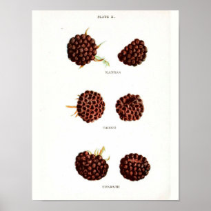 Poster botanique vintage - Framboise