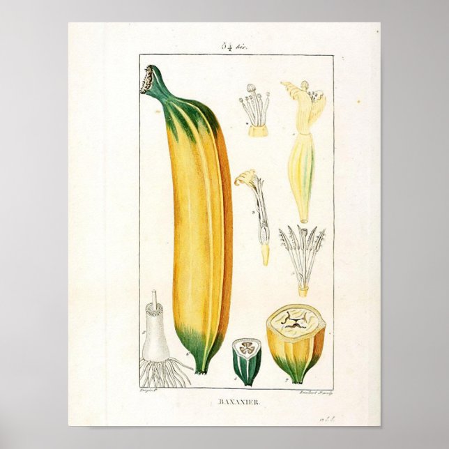Poster botanique vintage - Fruit bananier (Devant)