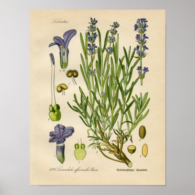 Poster botanique vintage - Lavande (Devant)